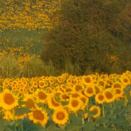 La Casa Del Sole * Belvedere Ostrense