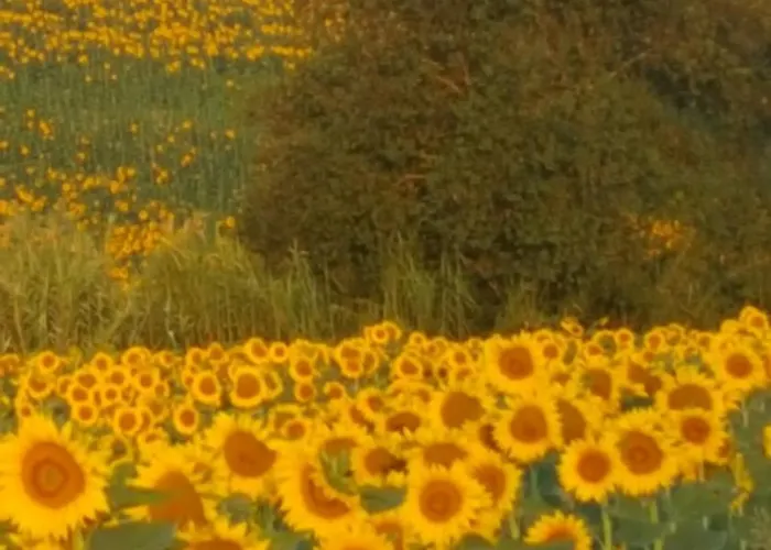 La Casa Del Sole * Belvedere Ostrense